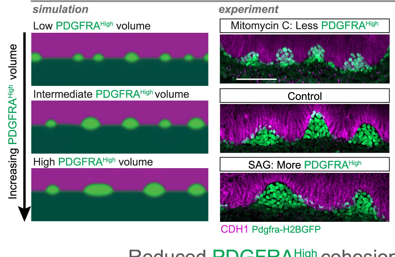 Open access visualization of Microscopy, Simulation, Experiment, PDGFRA High, Tissue
