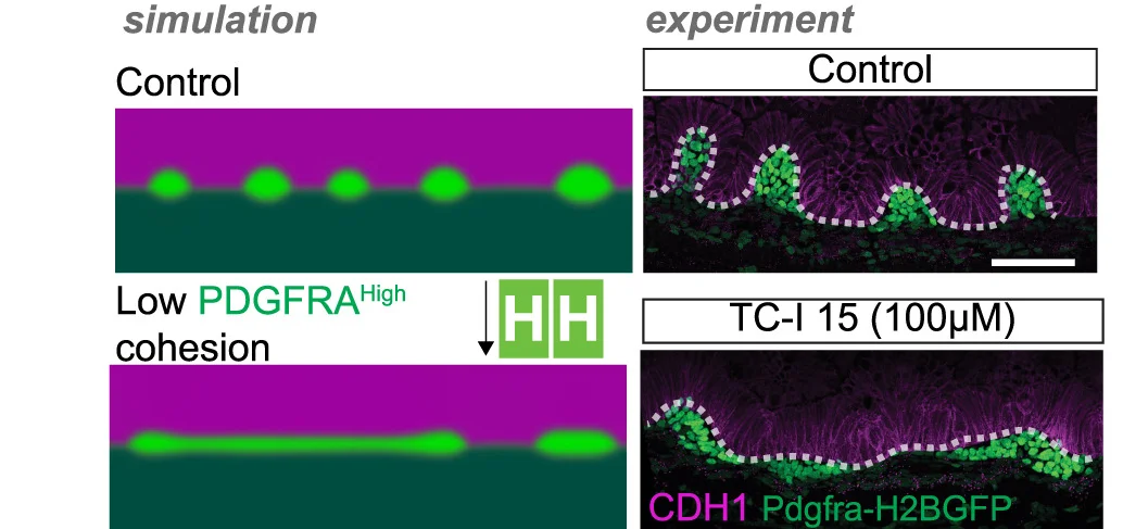 Open access visualization of Microscopy, Photo, Simulation, Experiment, PDGFRA High