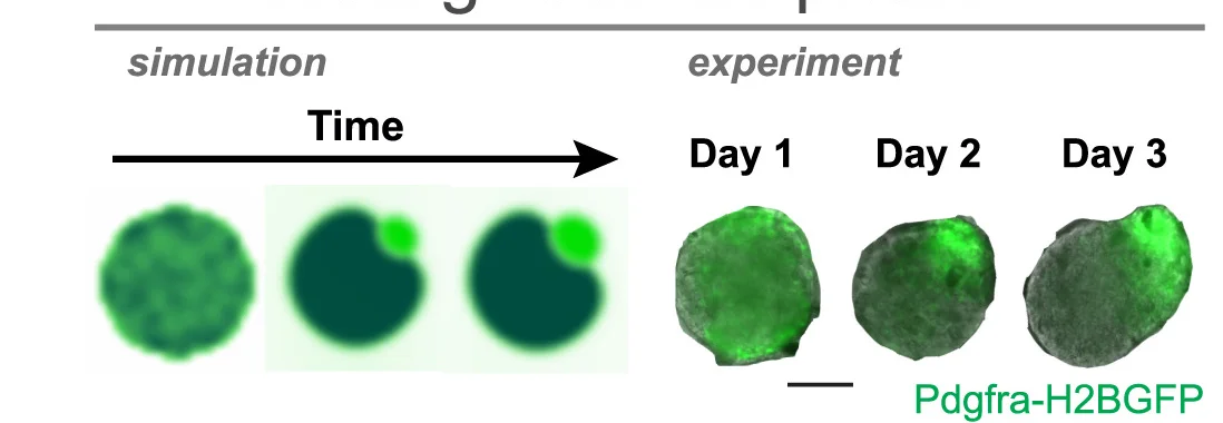 Open access visualization of Microscopy, Simulation, Experiment, Aggregate Phase Separation, PDGFRA High