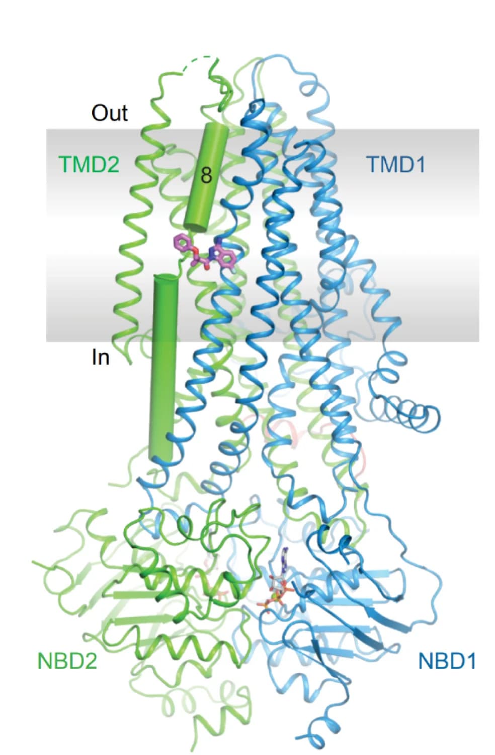 Open access visualization of Protein Structure, Chemical Structure, Cryo-EM Structure, Phosphorylated CFTR, ATP-bound CFTR