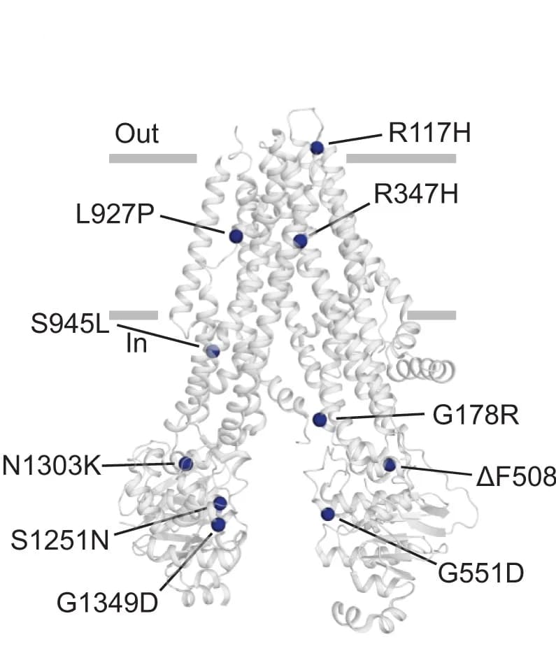 Open access visualization of Protein Structure, Mutations, CFTR, PDB