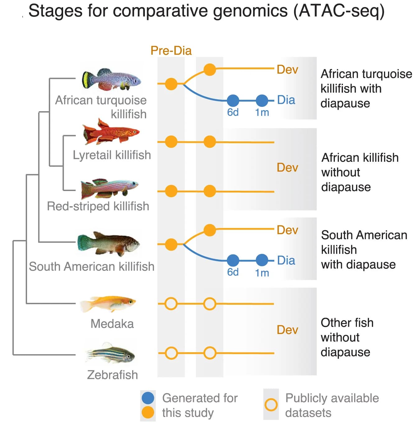 Open access visualization of Workflow, ATAC-seq Datasets, Experimental Design, Diapause, Development