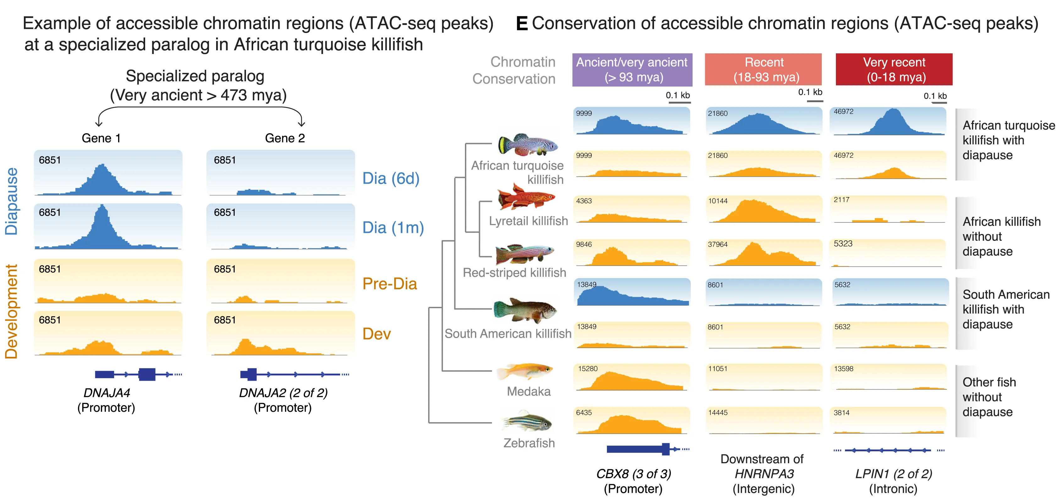 Open access visualization of Line Plot, Pathway, Chromatin Accessibility, ATAC-seq Peaks, Promoter