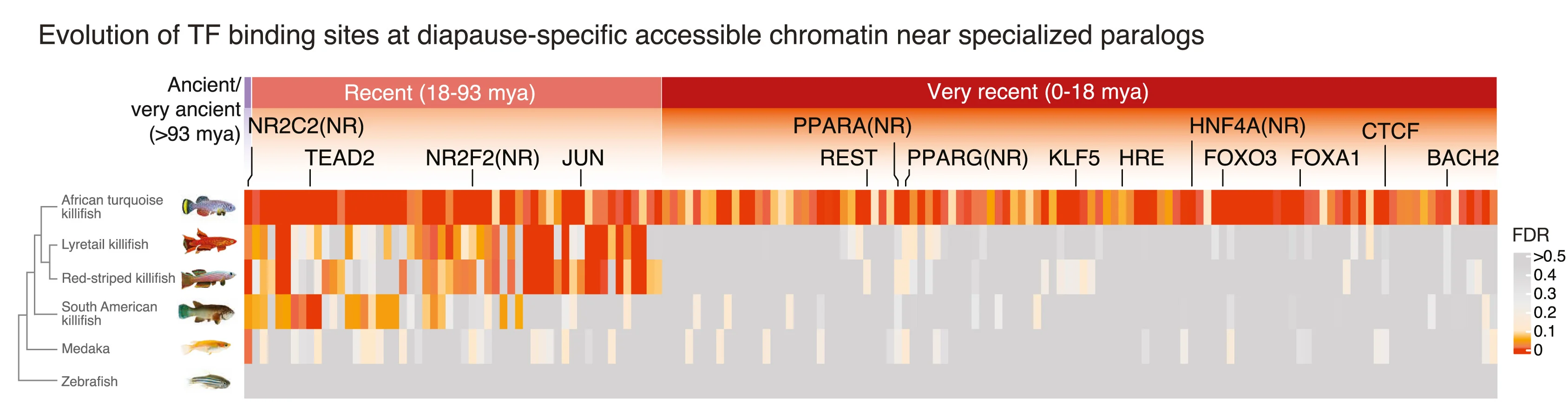 Open access visualization of Heatmap, Clustered, Fish Species, Transcription-Factor Binding Sites, Diapause