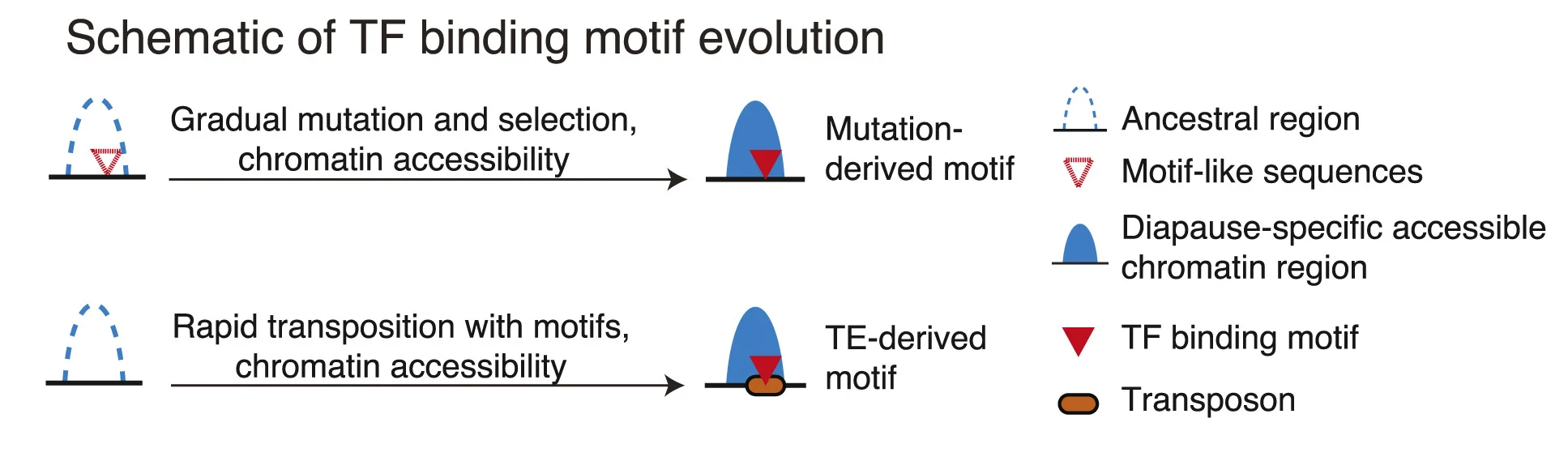 Open access visualization of Workflow, Illustration, Diapause, Transcription Factor, Binding Sites