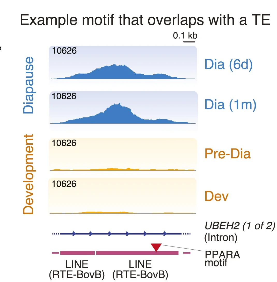 Open access visualization of Line Plot, Diapause-Specific Chromatin, Chromatin Accessibility, PPARA Binding Site, Transposable Element