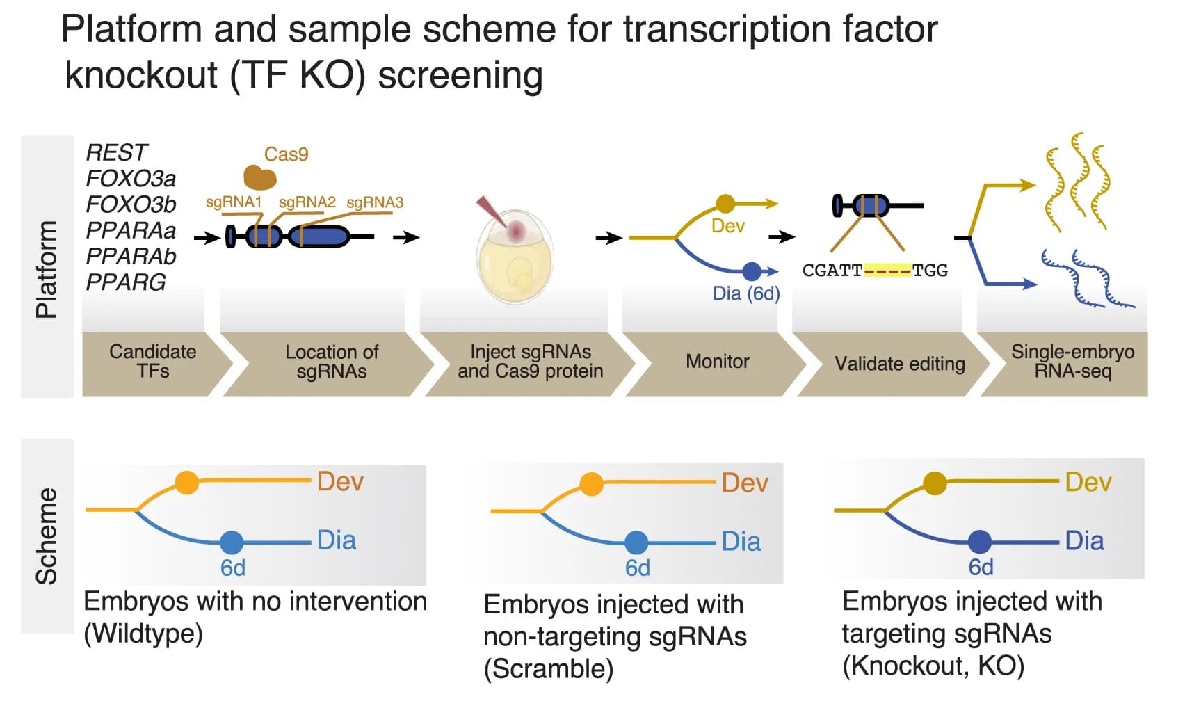 Open access visualization of Workflow, Flowchart, Illustration, CRISPR-Cas9, Transcription Factor
