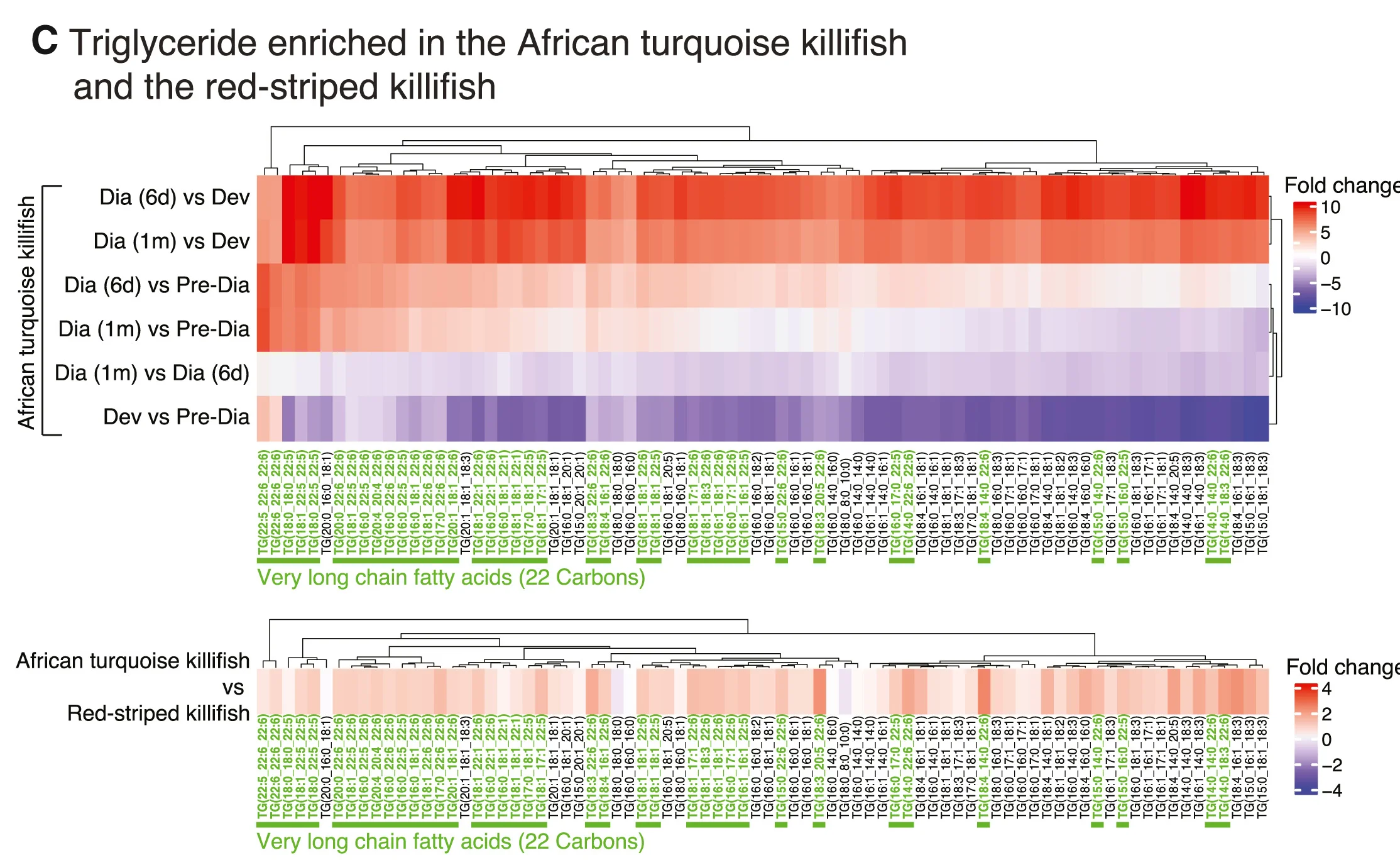 Open access visualization of Heatmap, Clustered, Lipid Abundance, Triglycerides, African Turquoise Killifish