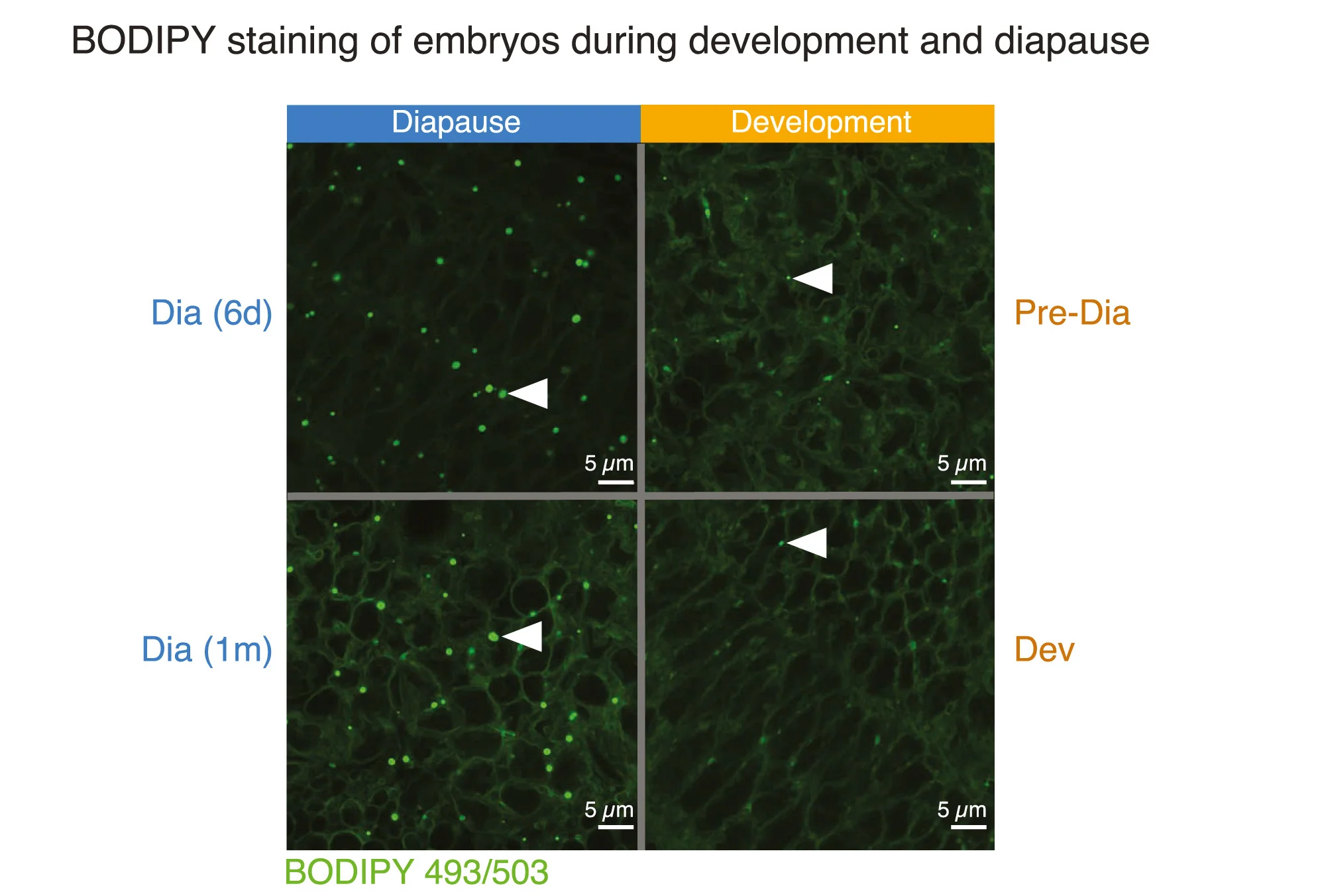 Open access visualization of Microscopy, BODIPY Staining, African Turquoise Killifish, Embryos, Diapause