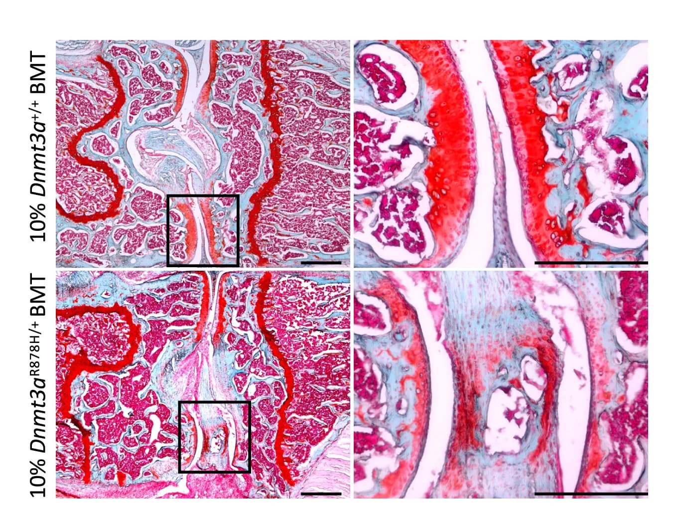 Open access visualization of Microscopy, Safranin-O Staining, Knee Joints, Tissue Sections