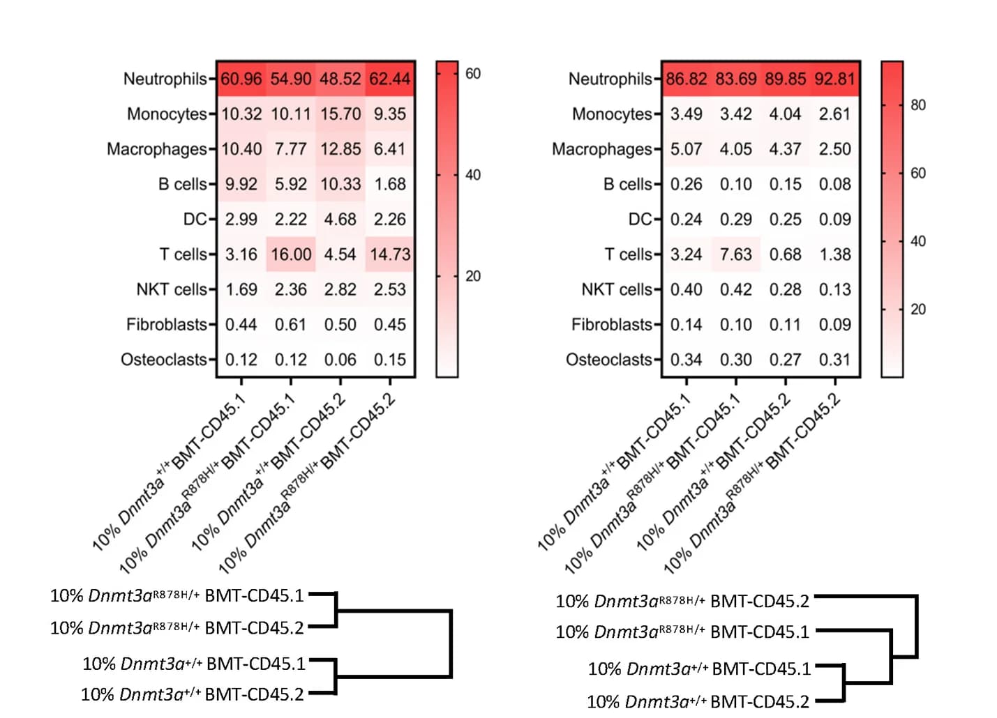 Open access visualization of Heatmap, Clustered, Sequenced Cells, Gingiva, Synovium