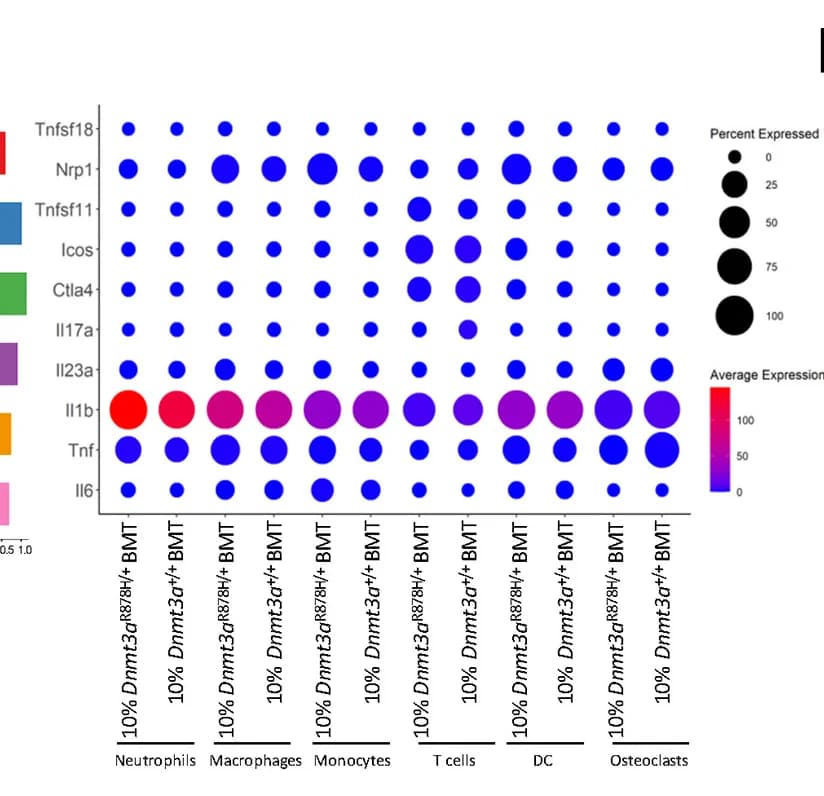 Open access visualization of Bubble Plot, Gene Expression, CD45.2+ Cells, Cell Types, Gingiva