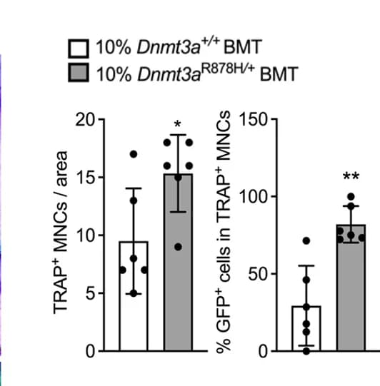 Open access visualization of Bar Plot, Error Bars, TRAP Staining, Multinucleated Cells, GFP Labeling