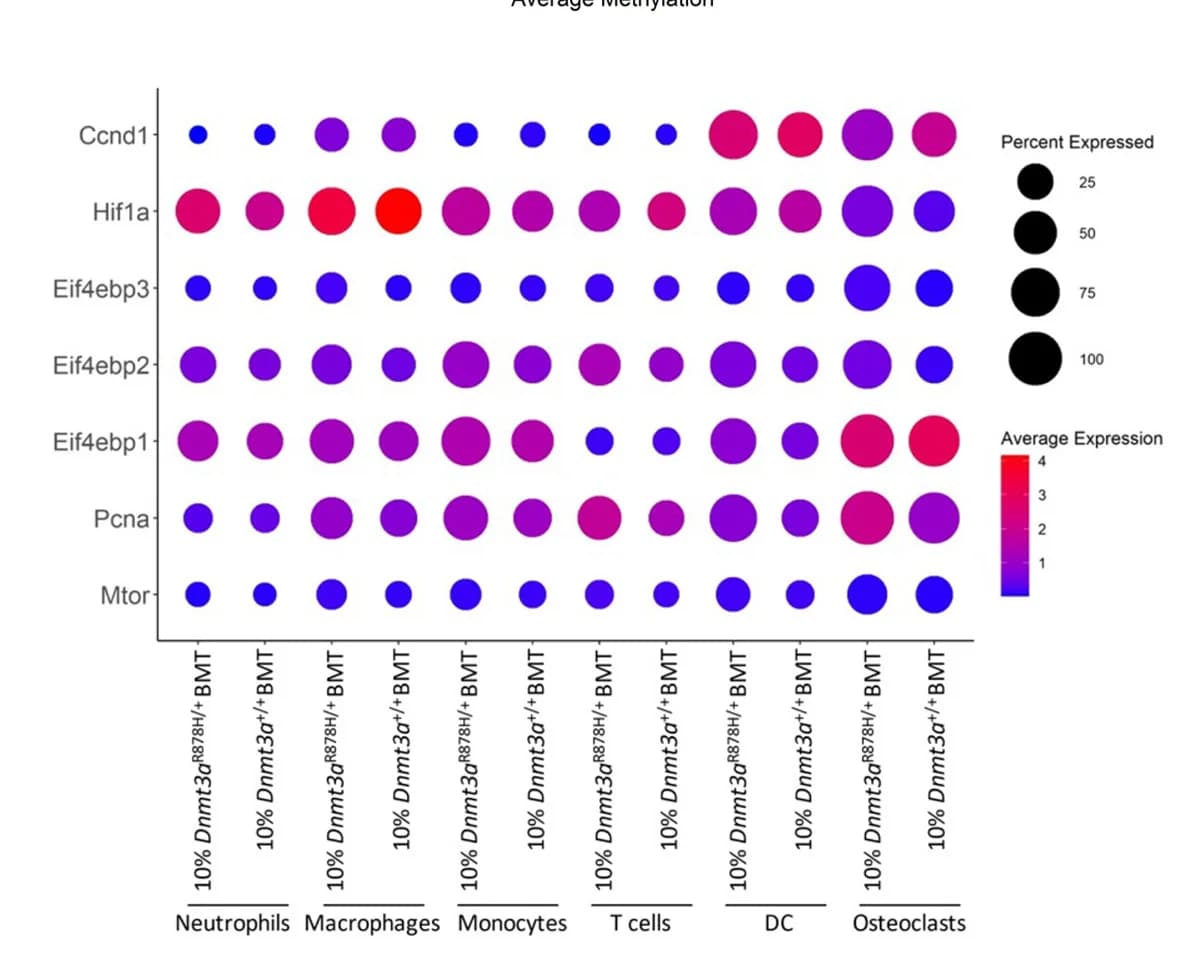 Open access visualization of Bubble Plot, mRNA Expression, Mtor, mTOR-regulated Genes, CD45.2+ Cells