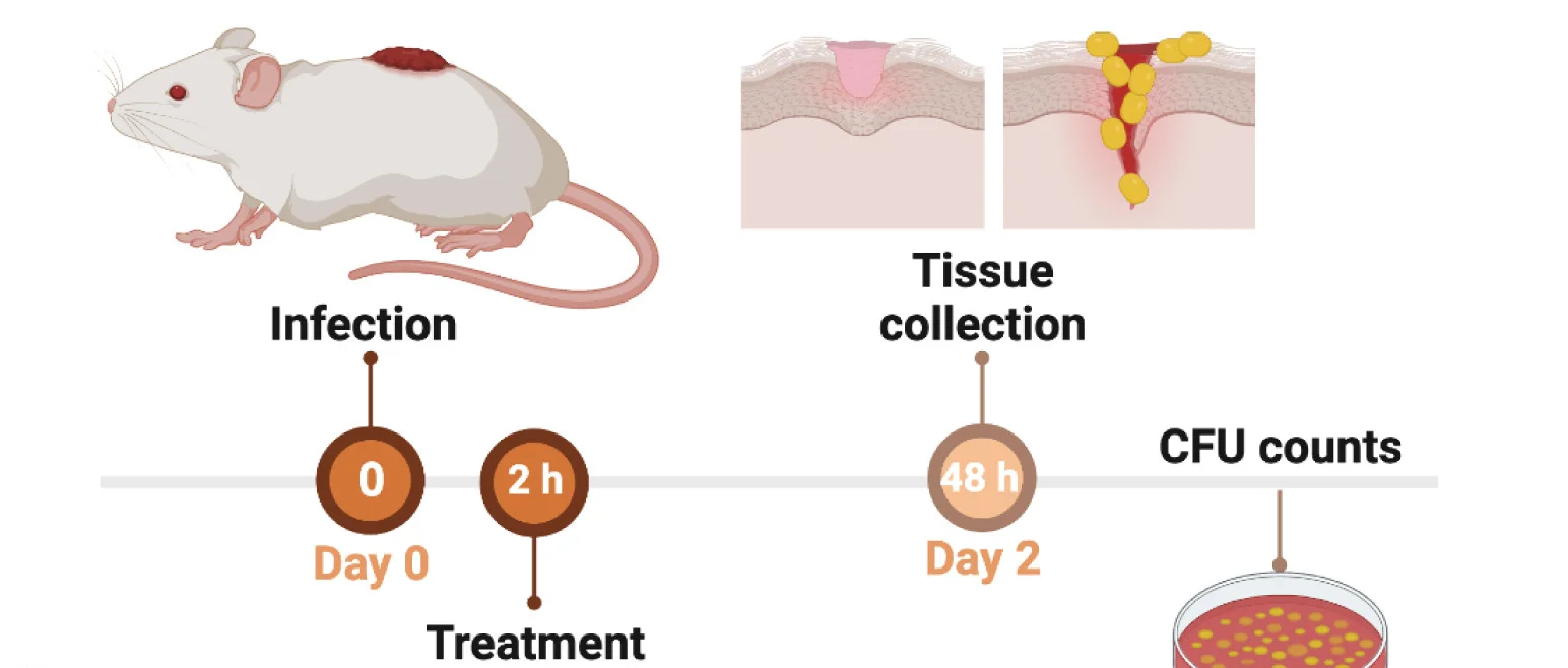Open access visualization of Workflow, Illustration, Skin Abscess, Mouse Model, Anti-infective Activity