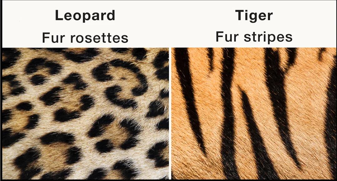 Open access visualization of Photo, Fur Coloration, Spots, Rosettes, Stripes