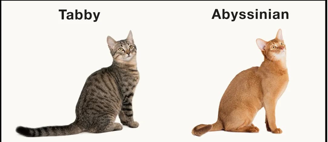 Open access visualization of Photo, Genetic Alterations, Dkk4, Fur Markings, Domestic Tabby Cat