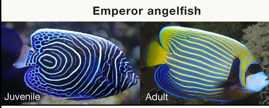 Open access visualization of Photo, Skin Coloration, Emperor Angelfish, Juvenile, Adult