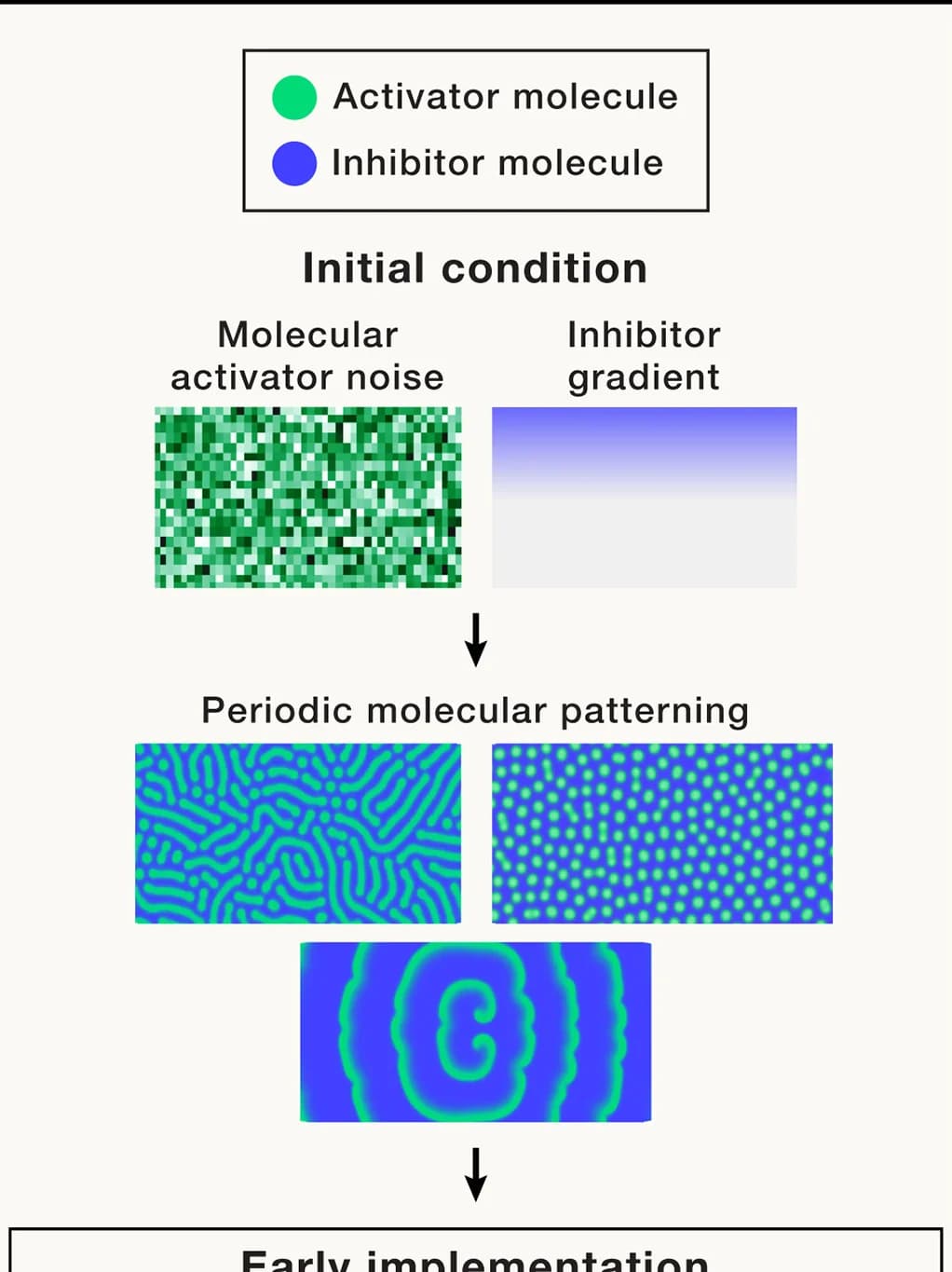 Open access visualization of Workflow, Illustration, Fur Coloration, Molecular Activators, Inhibitors