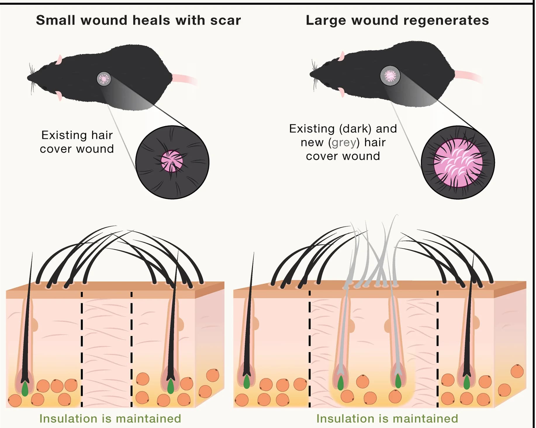 Open access visualization of Illustration, Skin Wounding, Mice, Hair Follicles, Wound Healing