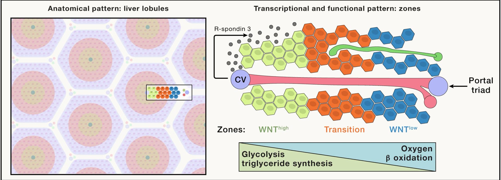Open access visualization of Workflow, Illustration, Liver Lobules, Hepatocytes, Oxygen Gradients