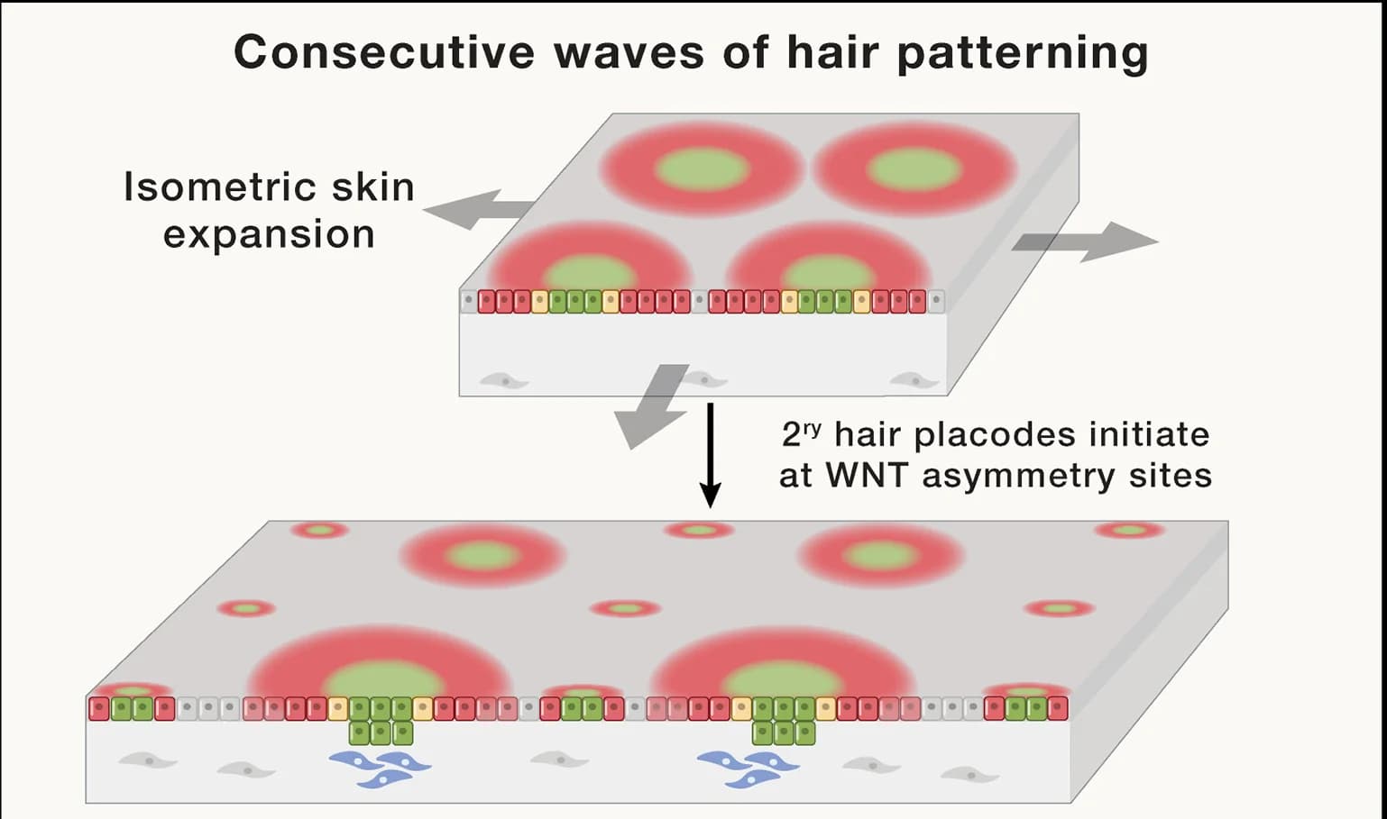Open access visualization of Illustration, Workflow, Hair Placodes, WNT, Embryonic Skin