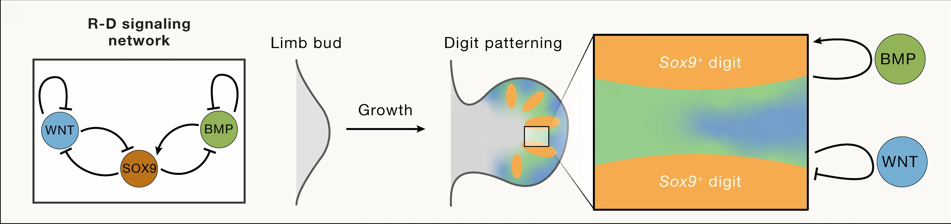 Open access visualization of Workflow, Flowchart, Illustration, Digit Patterning, R-D Signaling Network