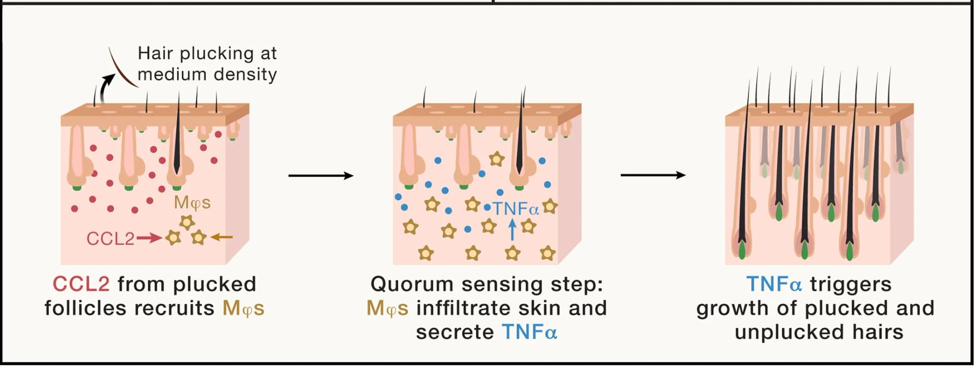 Open access visualization of Workflow, Flowchart, Illustration, Hair Growth Response, Cellular Players