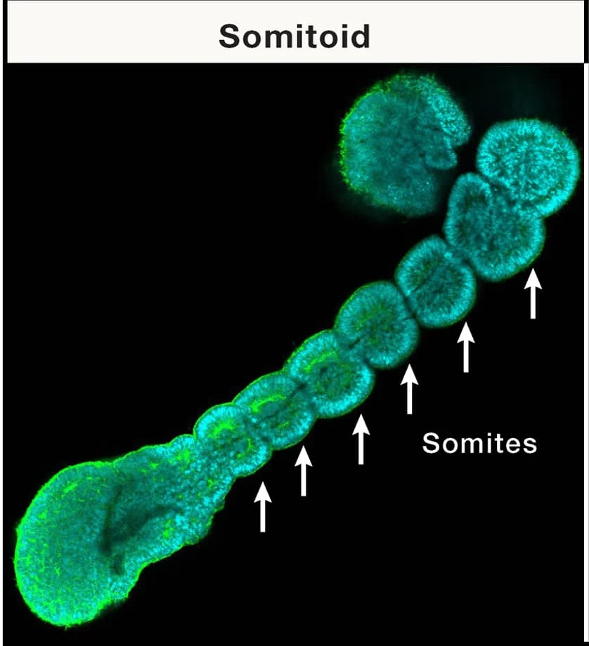 Open access visualization of Microscopy, Somitic Organoid, Phalloidin, DAPI, Somites
