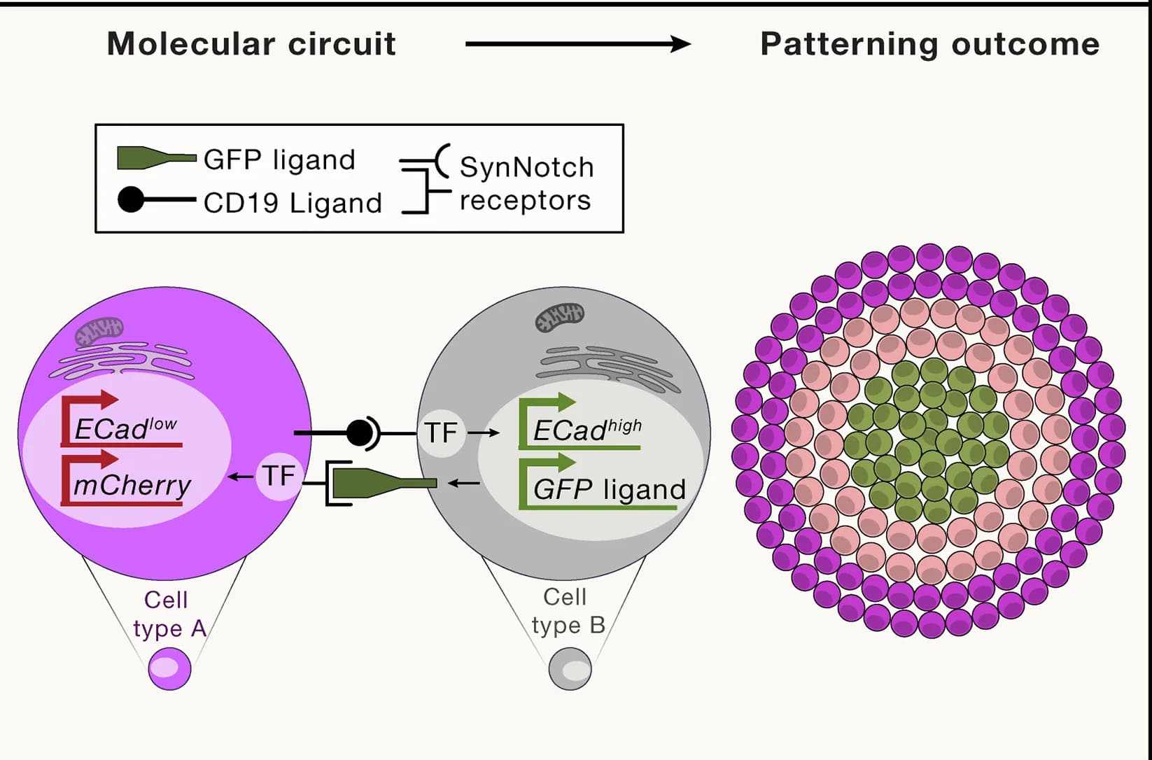 Open access visualization of Workflow, Illustration, Synthetic Molecular Circuit, Cadherins, Cell Type A