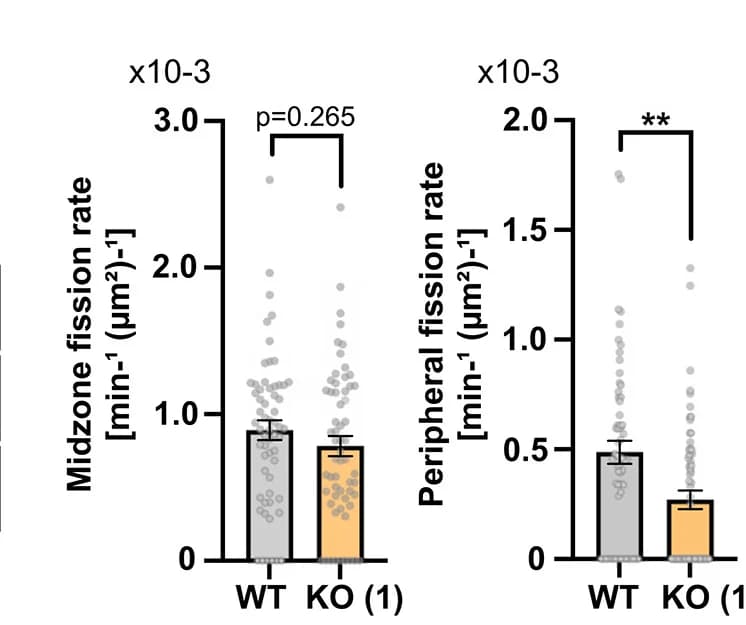 Open access visualization of Bar Plot, Error Bars, Scatter Plot, Fission Rates, Wild-Type Cells