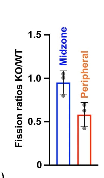 Open access visualization of Bar Plot, Error Bars, Fission Ratios, Wild-Type Cells, MTFP1-Knockout Cells