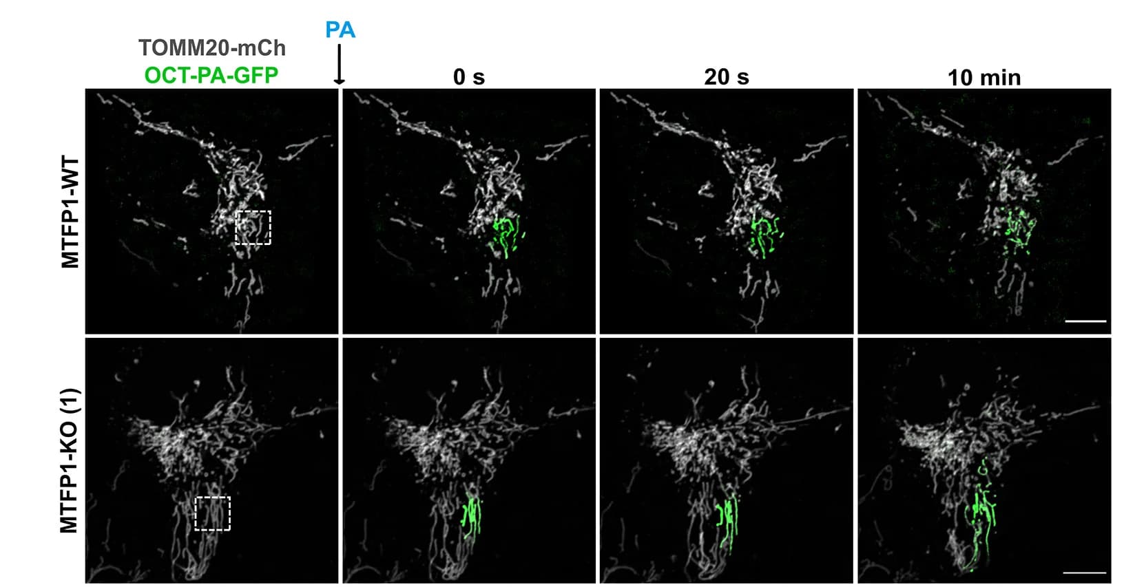 Open access visualization of Microscopy, Confocal Microscopy, Live-Cell Imaging, Wild-Type Cells, MTFP1-Knockout Cells