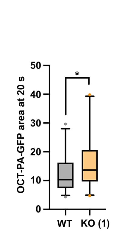 Open access visualization of Box Plot, Mitochondrial Area, OCT-PA-GFP, Photoactivation, Quantification