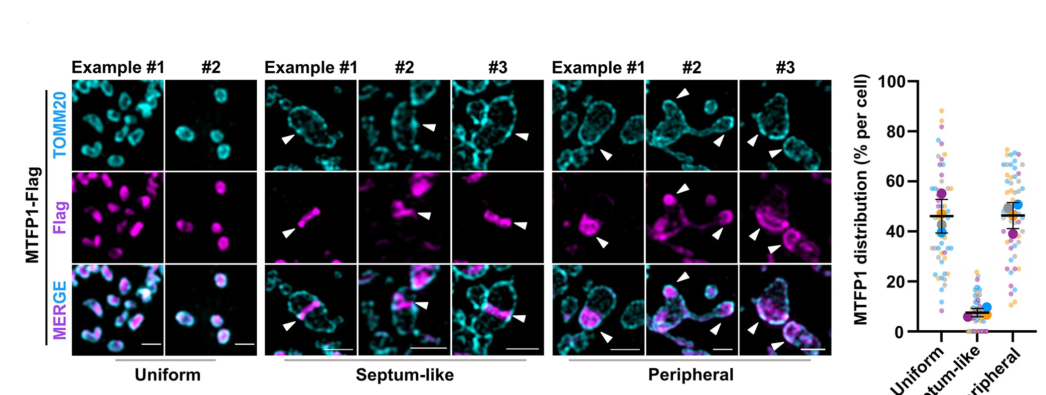 Open access visualization of Scatter Plot, Error Bars, Microscopy, Photo, SIM Images