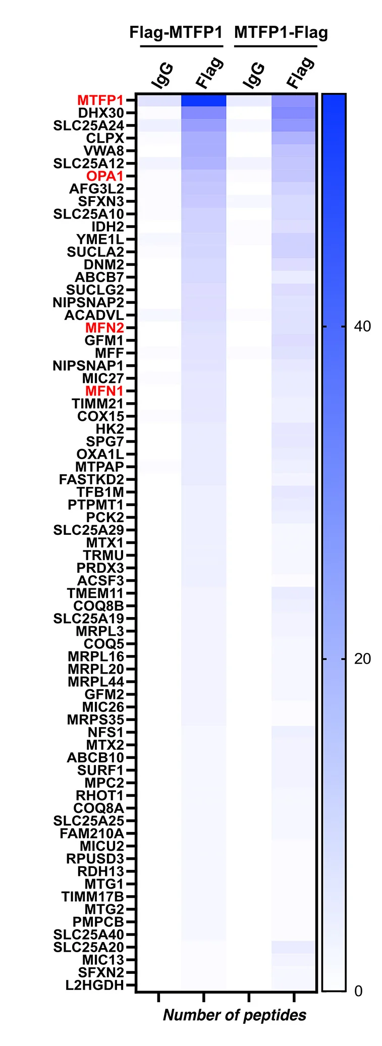 Open access visualization of Heatmap, Interactome, Flag-MTFP1, MTFP1-Flag, Mitochondria