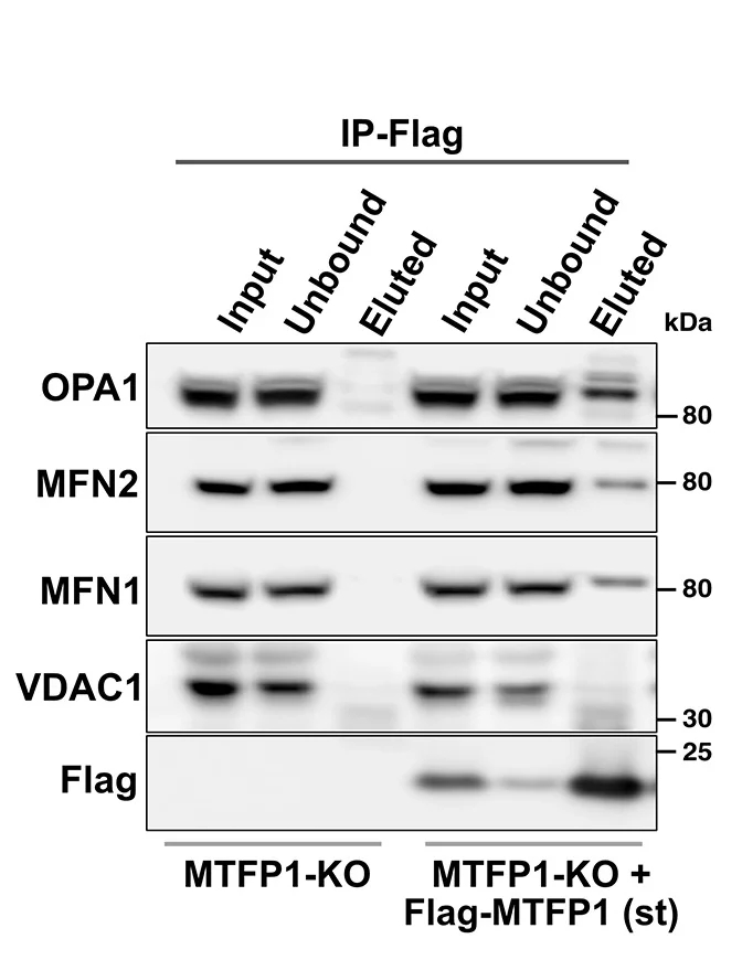 Open access visualization of Gel, Pull-Down Assay, Flag-MTFP1, MTFP1-KO U2OS Cells, MTFP1
