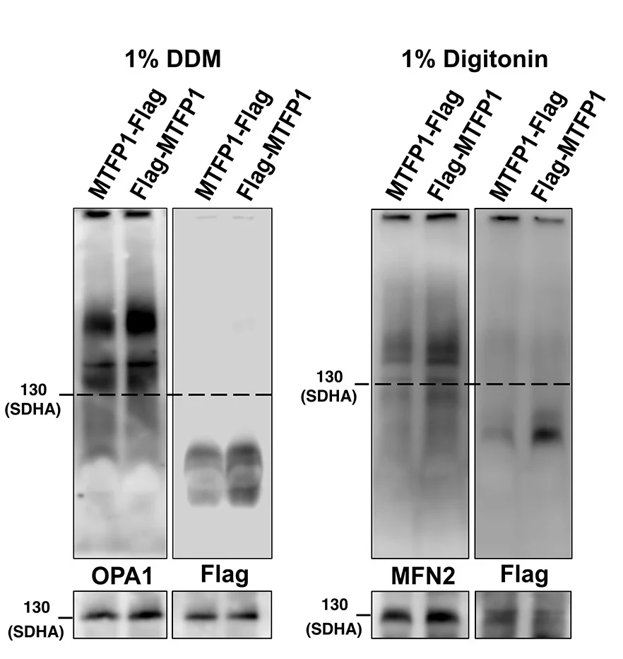 Open access visualization of Gel, Immunoblots, 1D BN-PAGE, U2OS Cells, Flag-MTFP1