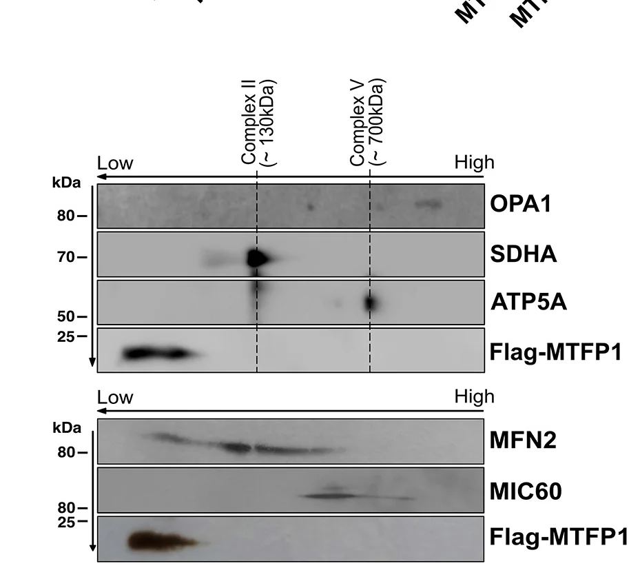 Open access visualization of Gel, Immunoblots, 2D BN-PAGE, MTFP1-KO U2OS Cells, Flag-MTFP1