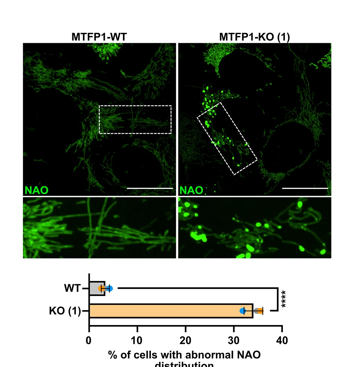 Open access visualization of Bar Plot, Error Bars, Confocal Images, Quantification, WT U2OS Cells