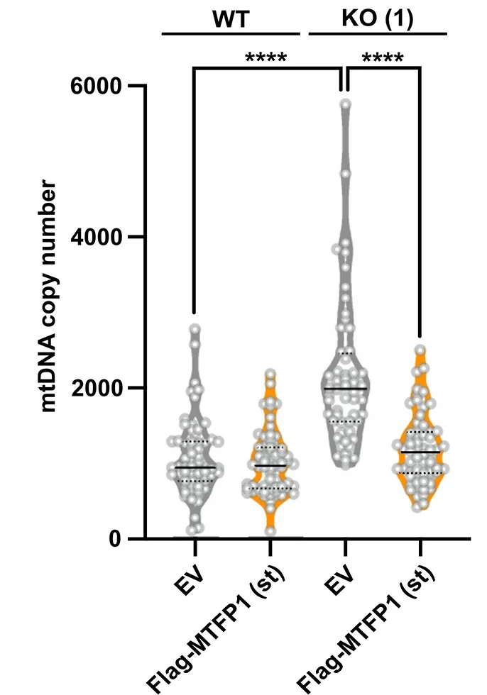 Open access visualization of Violin Plot, Single Cell, mtDNA Copy Number, Wild Type, MTFP1-KO