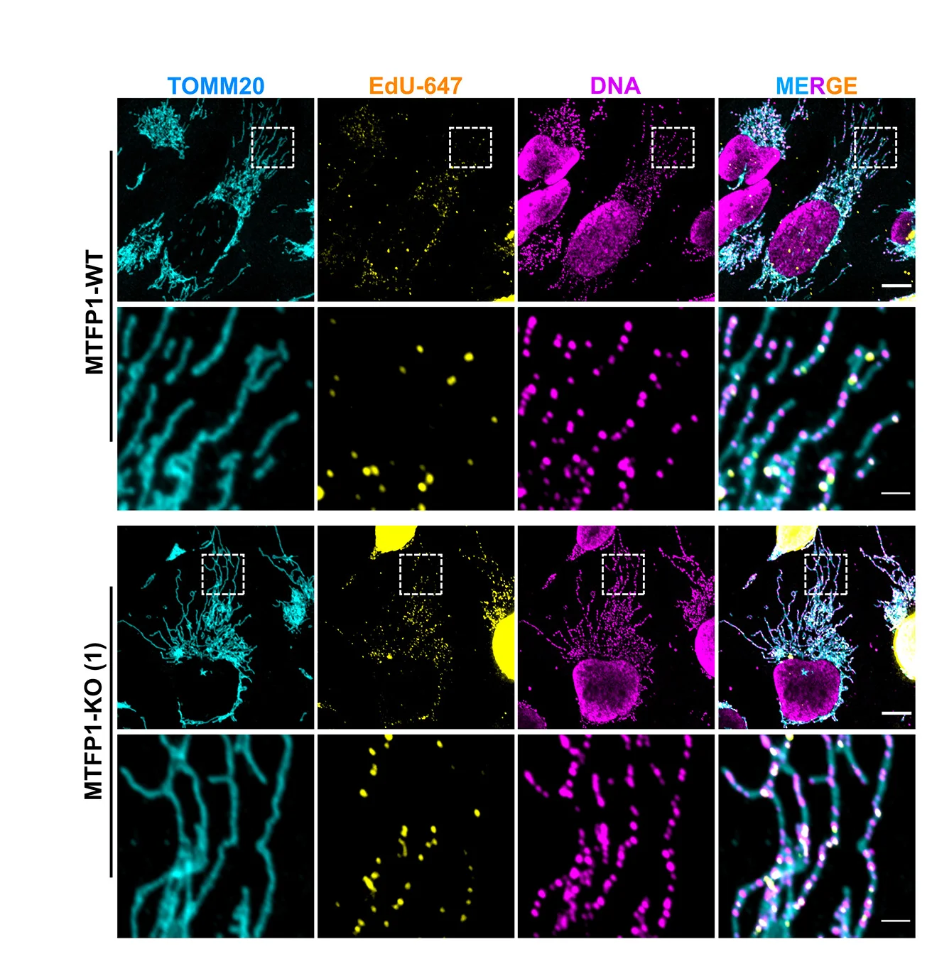 Open access visualization of Microscopy, Confocal Images, Mitochondria, DNA, Replicating DNA