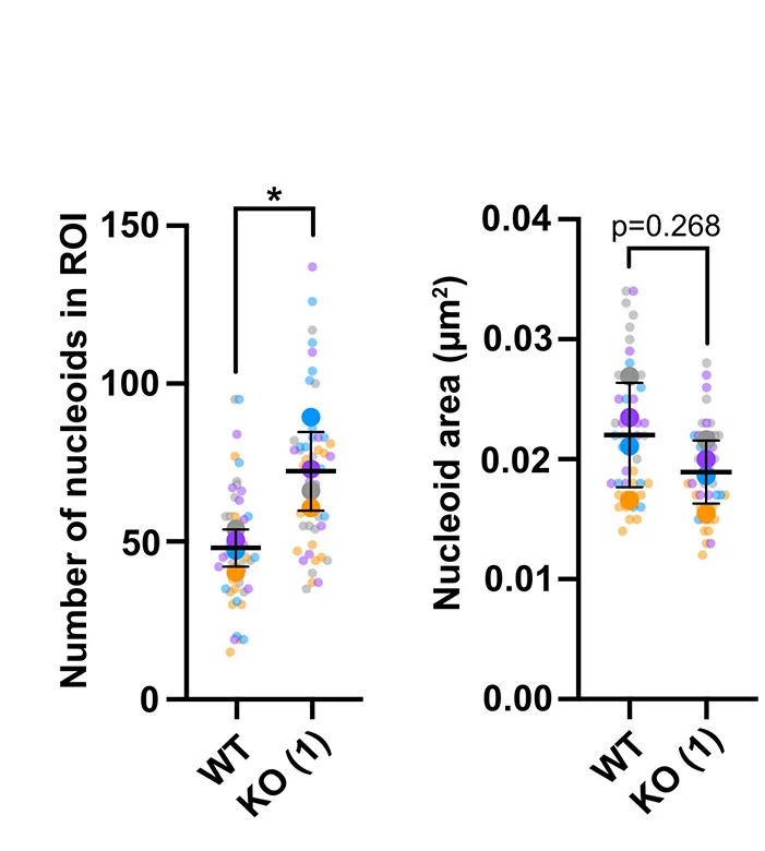 Open access visualization of Scatter Plot, Error Bars, mtDNA Foci, ROI, Nucleoid Area