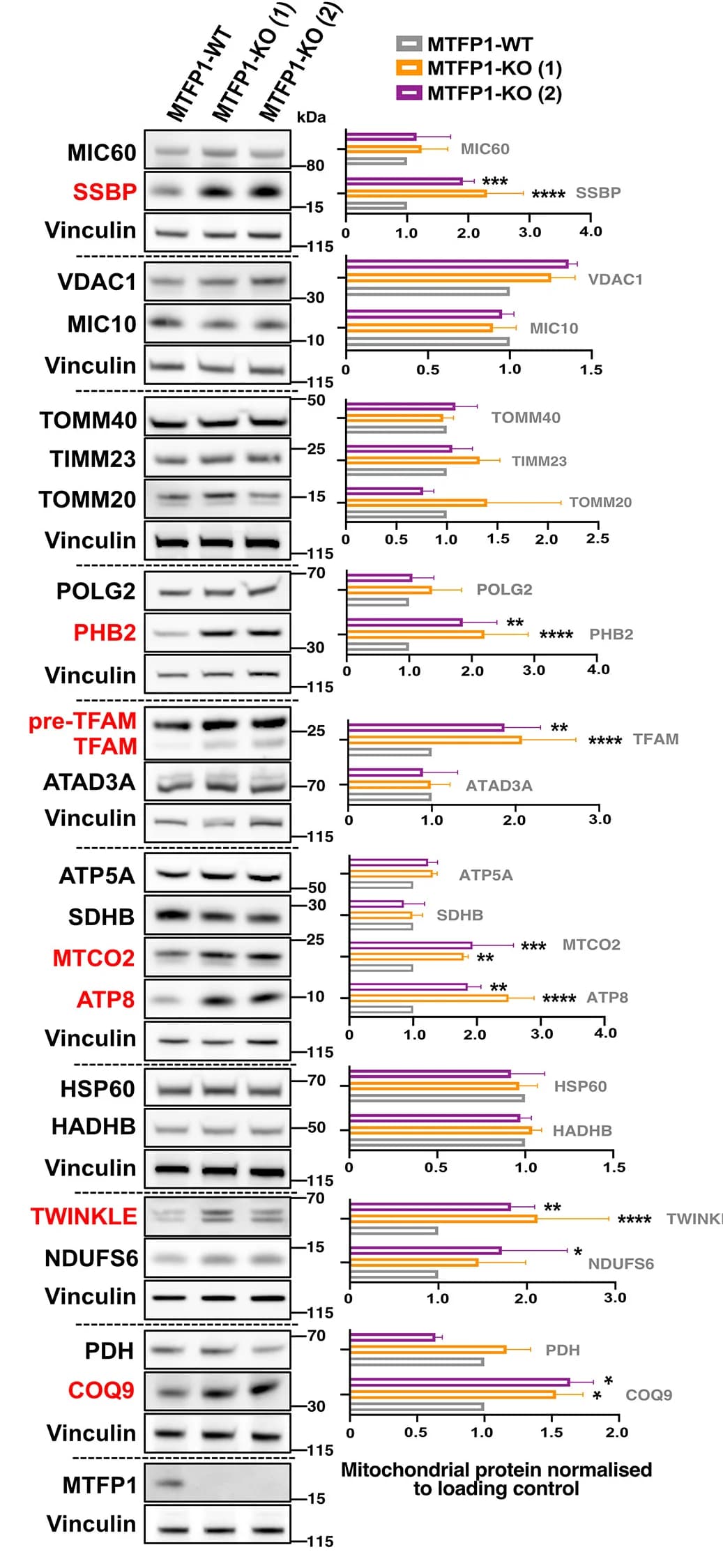 Open access visualization of Gel, Bar Plot, Error Bars, Immunoblots, Protein Quantification