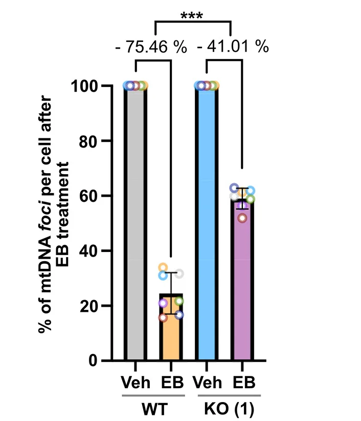 Open access visualization of Bar Plot, Error Bars, mtDNA Foci Loss, Quantification, Wild Type