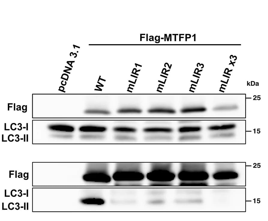 Open access visualization of Gel, Immunoblots, Flag Immunoprecipitation, U2OS Cells, Flag-MTFP1mLIRmutants