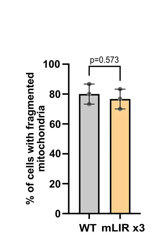 Open access visualization of Bar Plot, Error Bars, Clustered, Mitochondrial Fragmentation, U2OS Cells