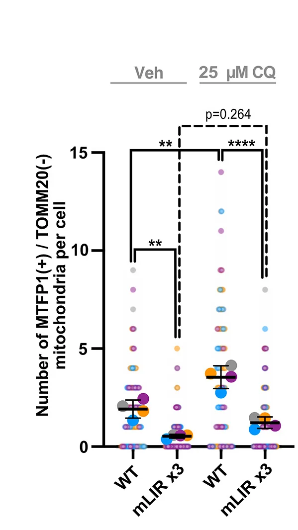 Open access visualization of Scatter Plot, Error Bars, Flag-MTFP1, Flag-MTFP1mLIR x3, U2OS Cells