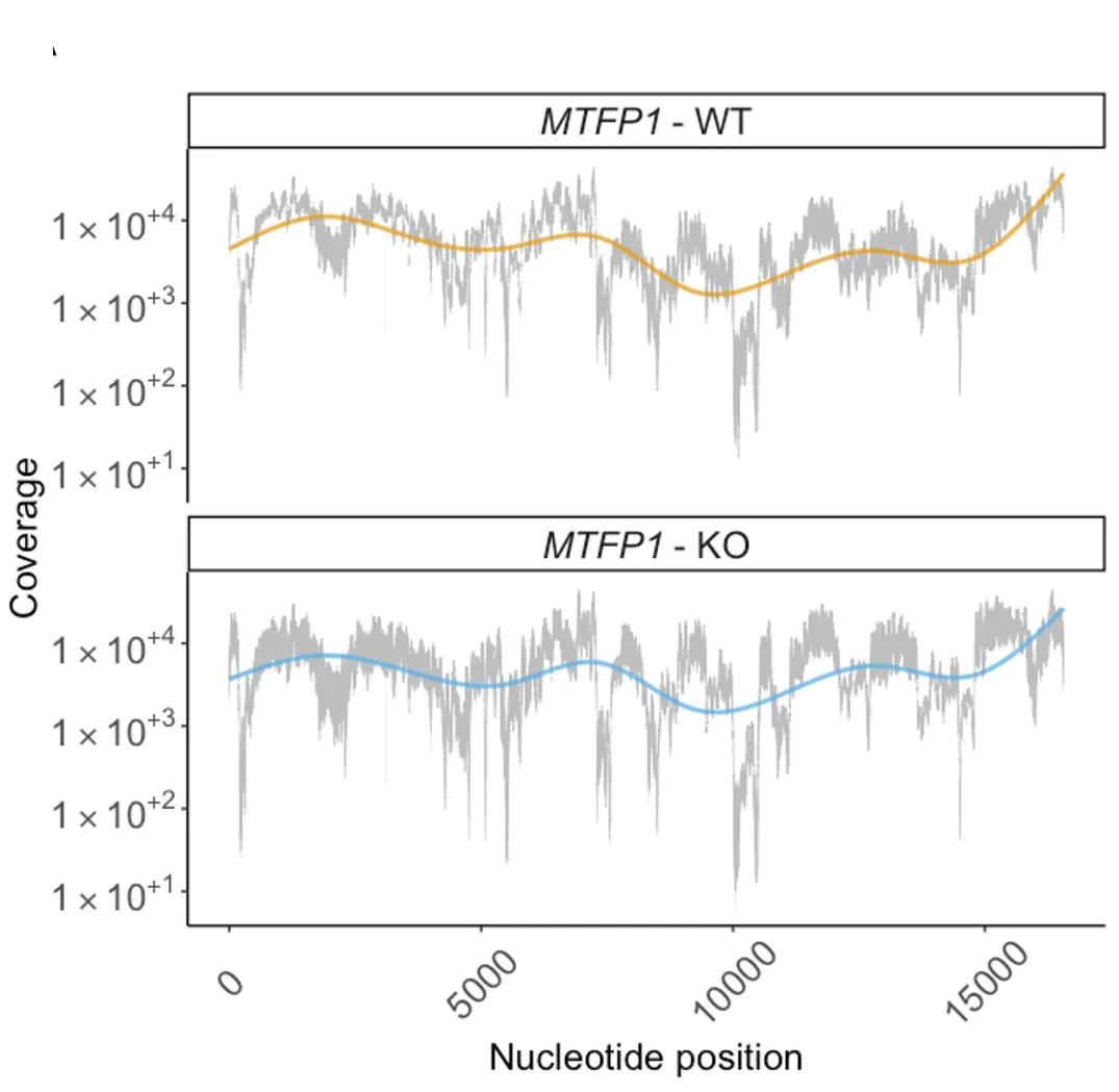 Open access visualization of Line Plot, Next-Generation Sequencing, Mitochondrial Genome, WT Cells, MTFP1-KO Cells