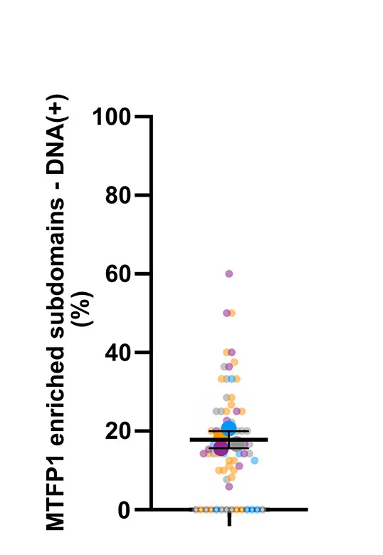 Open access visualization of Scatter Plot, Error Bars, Bubble Plot, Quantification, MTFP1-KO Cells